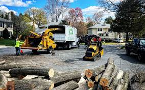 Why Choose Our Tree Removal Services in Phillips, WI?