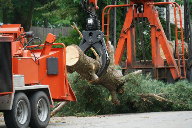 Tree and Shrub Care in Phillips, WI