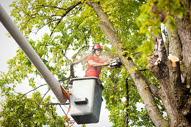 Trusted Phillips, WI  Tree Services Experts